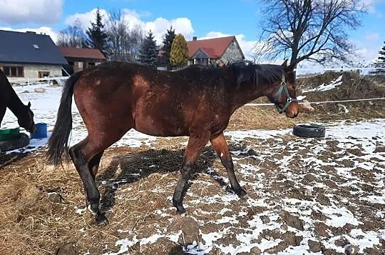 Sprzedam roczną klacz Kreda, , Raków
