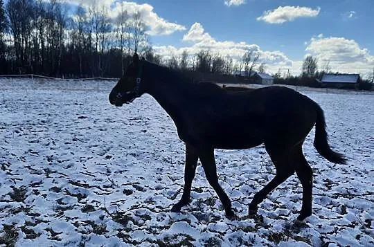 Sprzedam roczną klacz Kreda, , Raków