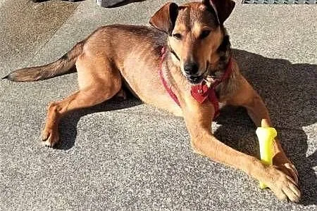 LINDO - po kilku dniach w nowym domu wraz z adopcji z powodu alergii! POMOCY,  mazowieckie Warszawa, Mazowieckie, Warszawa