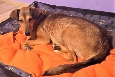 LINDO - po kilku dniach w nowym domu wraz z adopcji z powodu alergii! POMOCY,  mazowieckie Warszawa, Mazowieckie, Warszawa