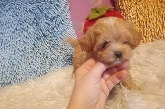 Maltipoo, Pudel & Maltańczyk- mini suczka