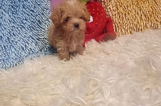 Maltipoo, Pudel & Maltańczyk- mini suczka, Opolskie, Opole