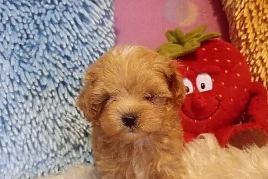 Maltipoo, Pudel & Maltańczyk- mini suczka, Opolskie, Opole