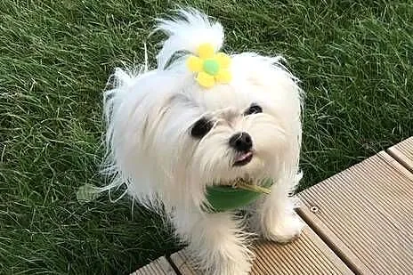 Maltipoo, Pudel & Maltańczyk- mini suczka, Opolskie, Opole