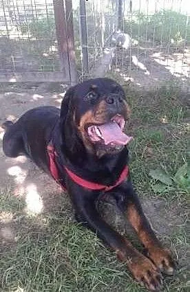 Motek -rodowodowy 4 letni rottweiler, mazowieckie