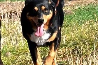 Jusia kochana, łagodna, super kontaktowa suczka ADOPCJA,  małopolskie Kraków