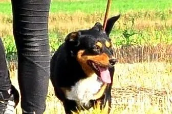 Jusia kochana, łagodna, super kontaktowa suczka AD