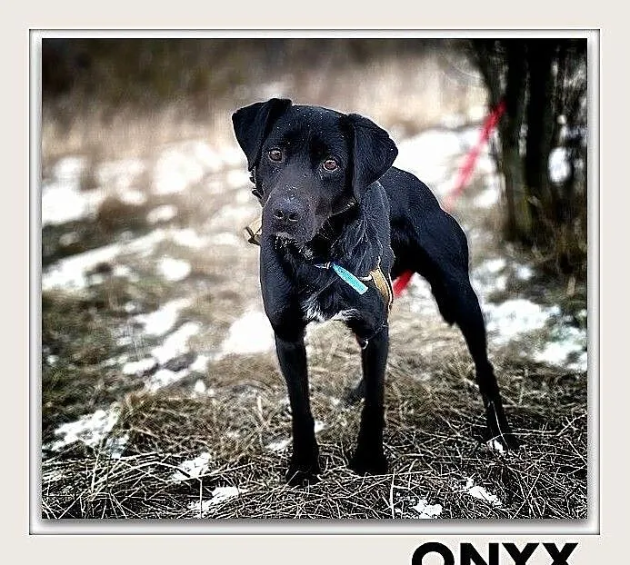 ONYX,średni,łagodny,towarzyski,szczepiony piesek.ADOPCJA, Małopolskie, Kraków