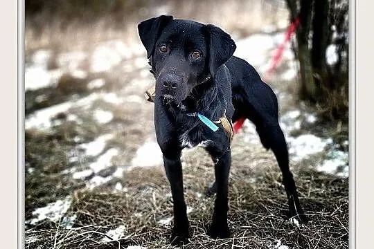 ONYX,średni,łagodny,towarzyski,szczepiony piesek.ADOPCJA, Małopolskie, Kraków