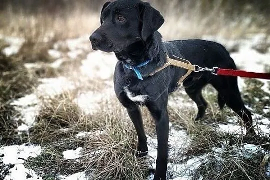 ONYX,średni,łagodny,towarzyski,szczepiony piesek.ADOPCJA, Małopolskie, Kraków