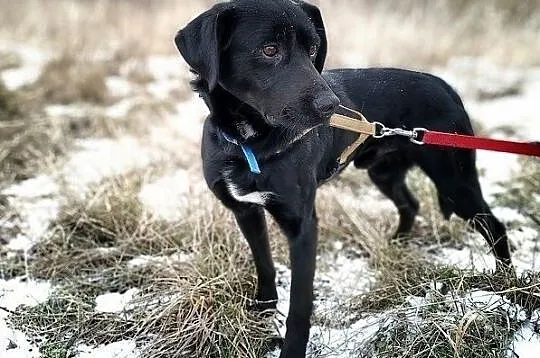 ONYX,średni,łagodny,towarzyski,szczepiony piesek.ADOPCJA, Małopolskie, Kraków