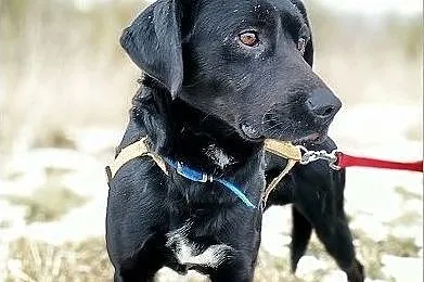 ONYX,średni,łagodny,towarzyski,szczepiony piesek.ADOPCJA, Małopolskie, Kraków
