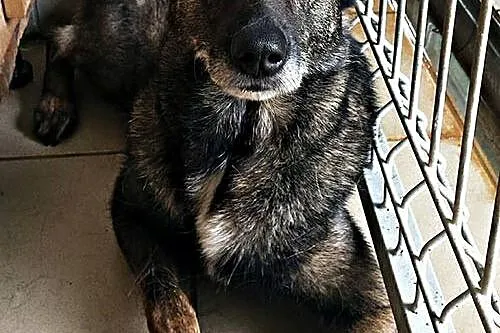 Bezproblemowa, cudowna Nera szuka domu!