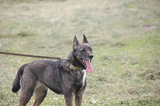 Bezproblemowa, cudowna Nera szuka domu!