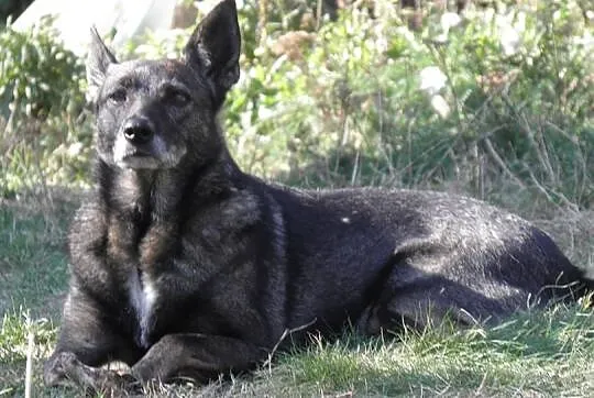 Bezproblemowa, cudowna Nera szuka domu!