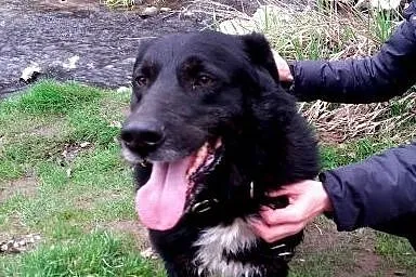 Przyjacielski Tytus do adopcji ;),  mazowieckie Wa
