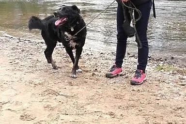 Przyjacielski Tytus do adopcji ;),  mazowieckie Wa