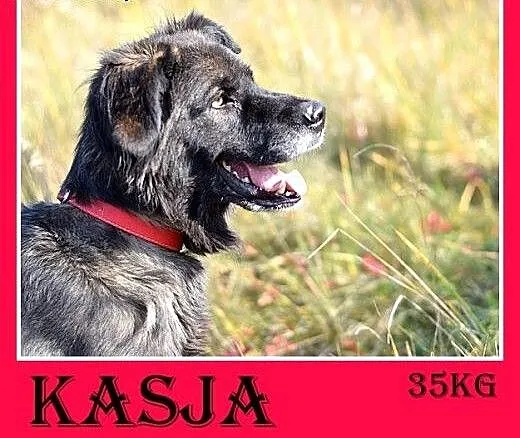 35kg, 4 lata,spokojna,przyjazna suka KASJA owczare