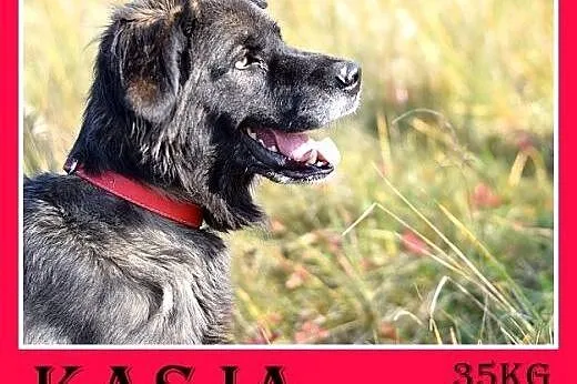 35kg, 4 lata,spokojna,przyjazna suka KASJA owczare