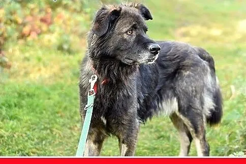 35kg, 4 lata,spokojna,przyjazna suka KASJA owczare