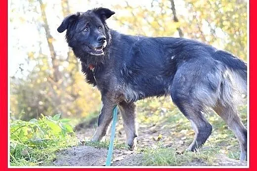 35kg, 4 lata,spokojna,przyjazna suka KASJA owczare