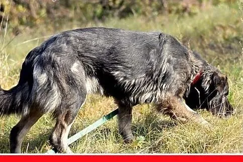 35kg, 4 lata,spokojna,przyjazna suka KASJA owczare
