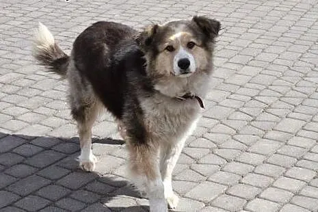 Yoda, piękna, kudłata sunia,  łódzkie Łódź