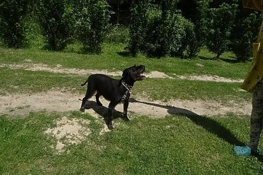 Kama w typie średniego sznaucera bardzo prosi o do
