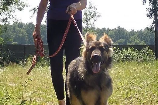 Parker - szczeniak 7 miesięcy w typie owczarka nie