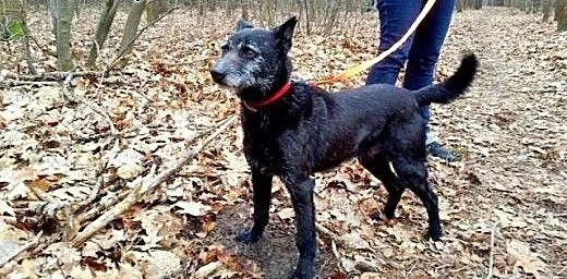 Henio- nie ma drugiego, tak cudownego psa!, śląsk