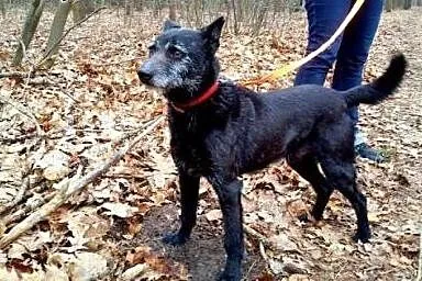 Henio- nie ma drugiego, tak cudownego psa!, śląskie Częstochowa