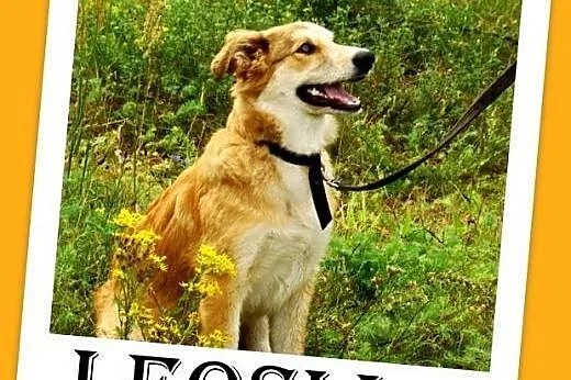 9 mies. suczka średnia,wesoła,łagodna LEOSIA.Adopcja,  dolnośląskie Wrocław