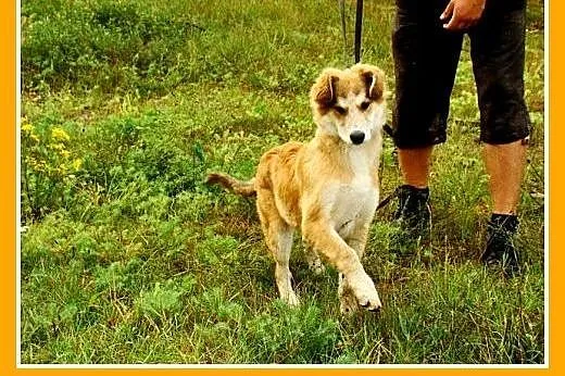 9 mies. suczka średnia,wesoła,łagodna LEOSIA.Adopc
