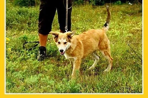 9 mies. suczka średnia,wesoła,łagodna LEOSIA.Adopc