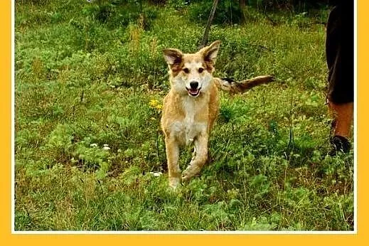 9 mies. suczka średnia,wesoła,łagodna LEOSIA.Adopc