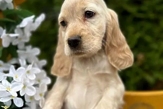 JEDYNA TAKA! Wyjątkowej urody sunia Cocker Spaniel Angielski Orange roan