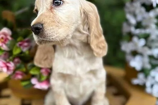 JEDYNA TAKA! Wyjątkowej urody sunia Cocker Spaniel Angielski Orange roan, Małopolskie, Kraków