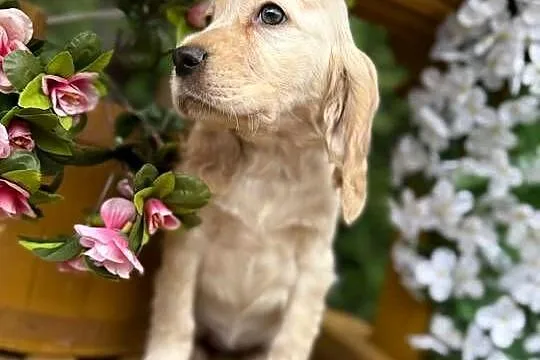 JEDYNA TAKA! Wyjątkowej urody sunia Cocker Spaniel Angielski Orange roan, Małopolskie, Kraków