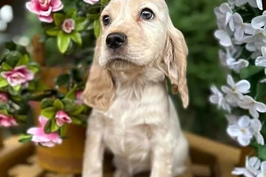 JEDYNA TAKA! Wyjątkowej urody sunia Cocker Spaniel Angielski Orange roan, Małopolskie, Kraków