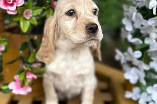 JEDYNA TAKA! Wyjątkowej urody sunia Cocker Spaniel Angielski Orange roan, Małopolskie, Kraków