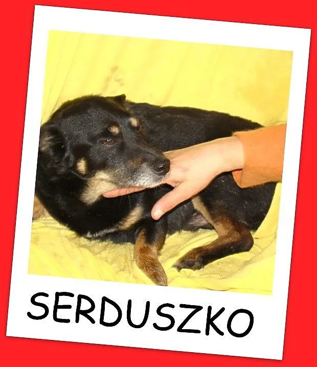 SERDUSZKO- mały piesek,przytulaśny, łagodny, przyj