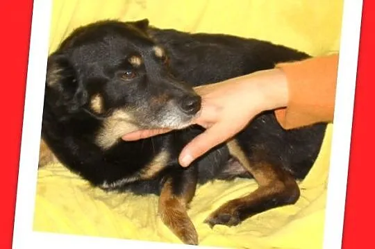 SERDUSZKO- mały piesek,przytulaśny, łagodny, przyj