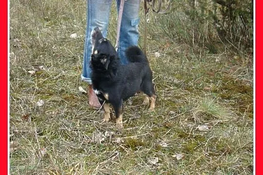 SERDUSZKO- mały piesek,przytulaśny, łagodny, przyj