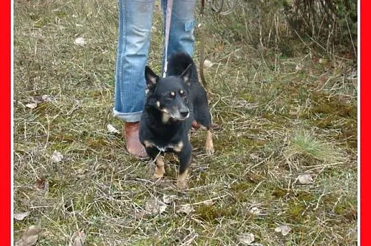 SERDUSZKO- mały piesek,przytulaśny, łagodny, przyj