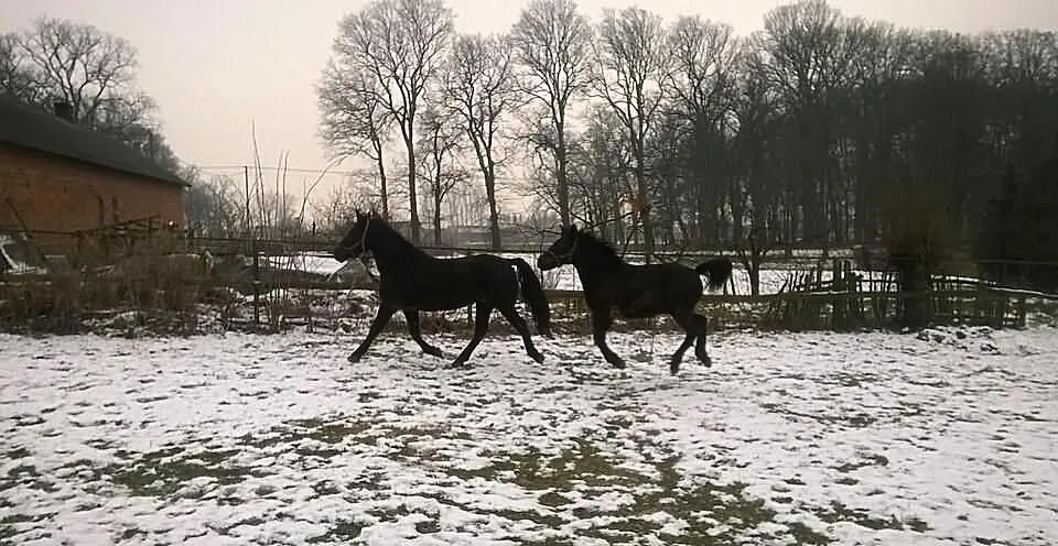 Sprzedam Klacz ze Źrebakiem