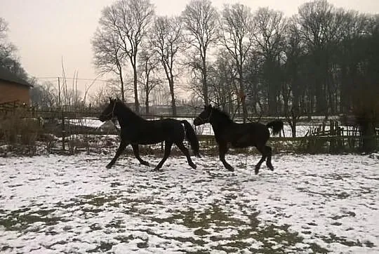 Sprzedam Klacz ze Źrebakiem