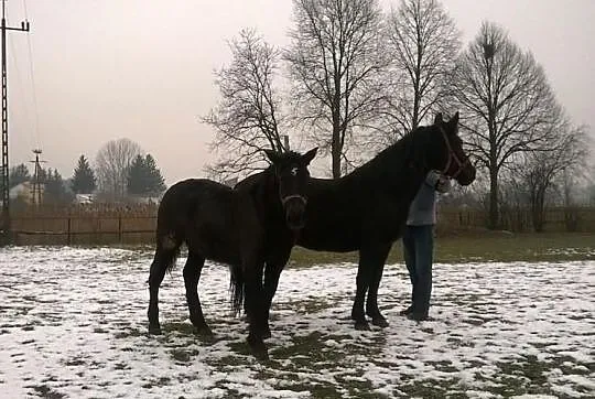 Sprzedam Klacz ze Źrebakiem