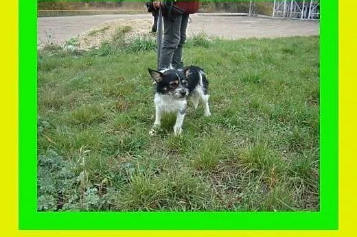7kg,3lata,cichutki,towarzyski,grzeczny,przyjazny,piesek ORK,  dolnośląskie Wrocław