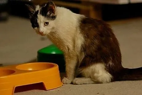 Przepiękna Nesca do adopcji,  Koty europejskie cał