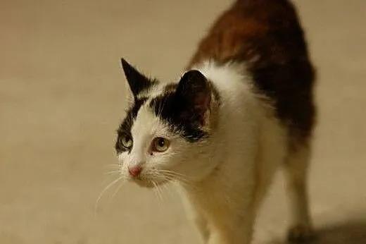 Przepiękna Nesca do adopcji,  Koty europejskie cał